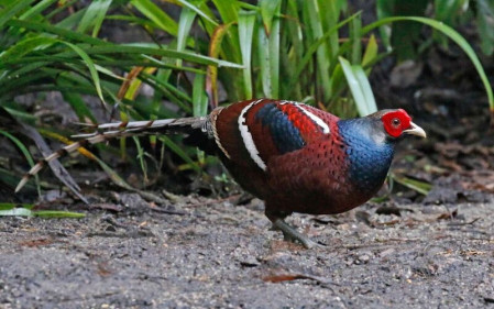 With luck we&rsquo;ll also encounter Mrs Hume&rsquo;s Pheasant.