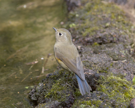 Himalayan Bluetails are common...