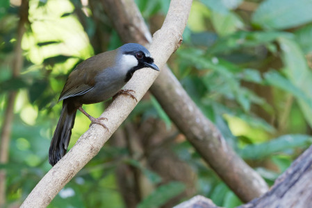 ...and the chinensis form of Black-throated Laughingthrush. (VW)