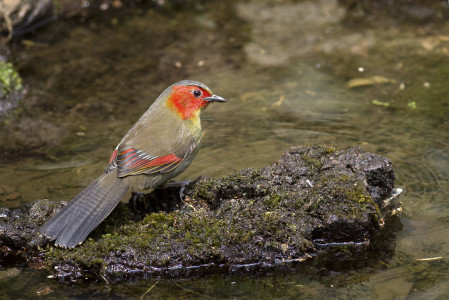 Almost a laughingthrush, the frequently showy Scarlet-faced Liocichla is often highly gregarious.