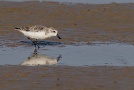 Moving north our next target will be Spoon-billed Sandpiper. (VW)