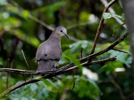 Grenada Dove - Leptotila wellsi (Liza Weissler) 