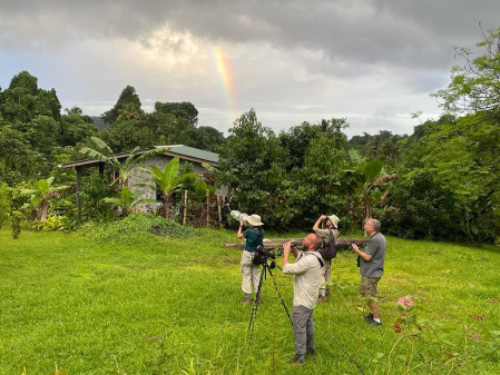 Birding under the rainbow in the company of St.Vincent Amazon (Amazona guildingii)