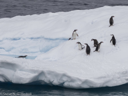 As we enjoy penguins on icebergs...
