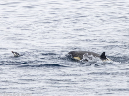 Or perhaps a pod of Killer Whales, here practice-hunting a Gentoo Penguin!