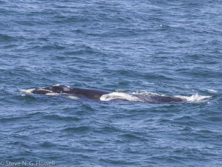 And Southern Right Whales are regular in these waters.