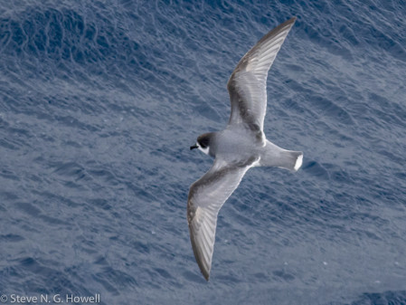 And with luck the dapper and dashing Blue Petrel