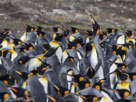 Where the spectacular King Penguin colony will be an undoubted highlight