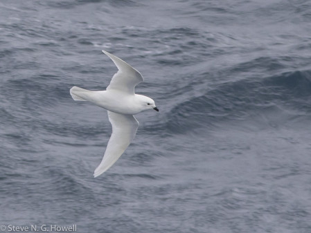 And hope for a close pass by the ethereal Snow Petrel
