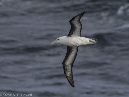 Of ten albatross species we have seen on this route, our first is likely to be the widespread Black-browed, 