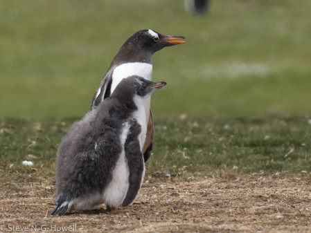 Gentoo Penguins, ...
