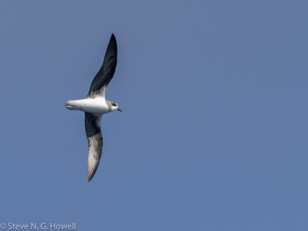 Deep offshore waters on our homebound route add new pelagic species, such as Soft-plumaged Petrel...