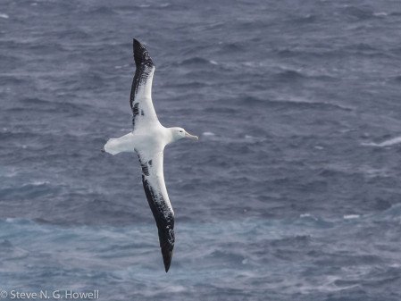 After passing by Cape Horn we&rsquo;ll head into the Drake Passage, where we should encounter the majestic Snowy Wandering Albatross.