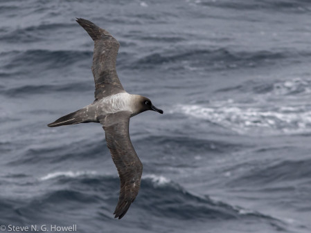 Heading back to sea across the Drake we should see the iconic Light-mantled Sooty Albatross