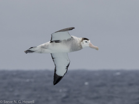 As well as great pelagic birding, with albatrosses sometimes at eye level&mdash;like this Antipodes Wandering Albatross!