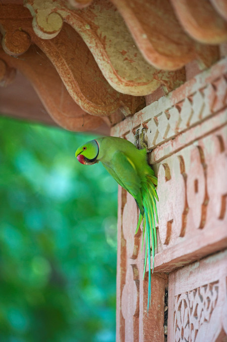 In India, wildlife often exists in harmony with human habitation. Here a Ring-necked Parakeet at a temple...