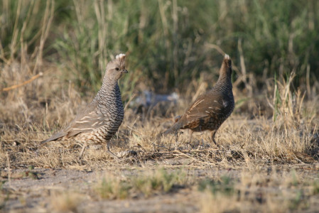 ...as well as birds such as Scaled Quail.