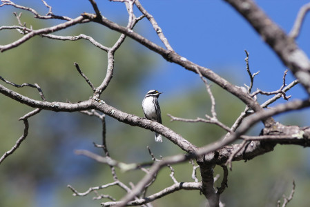 ...and migrant breeders like this handsome Black-throated-Gray Warbler.