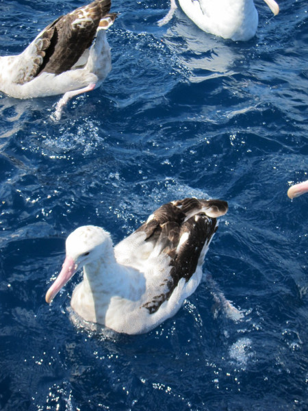will bring us to within meters of Wandering Albatross,