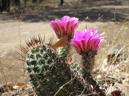 Many of the local cacti species are in full bloom in May...