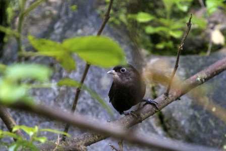 ...another recent discovery, the charming Sooty Babbler, a bird with a very restricted range