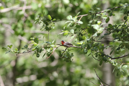 ...warblers such as the gorgeous Red-faced...