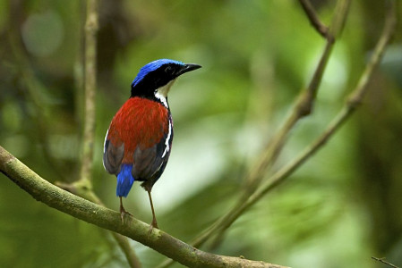 as is the gorgeous Blue-headed Pitta...