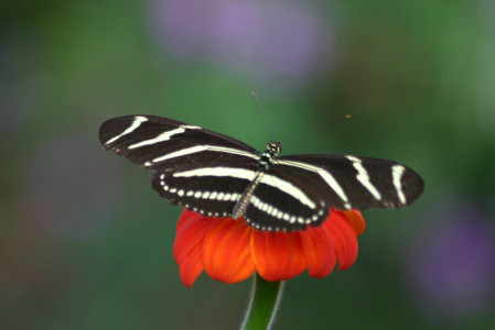 ... and the pretty Zebra Longwing.