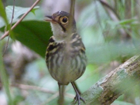 ...the vocal but shy Streak-chested Antpitta...