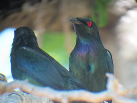 Our East Australia tour starts off in central Cairns, where  fig trees often serve as banquet tables for Metallic Starlings.