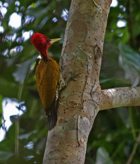 There is an amazing diversity of woodpeckers. This Red-headed Flameback is found in Palawan... 