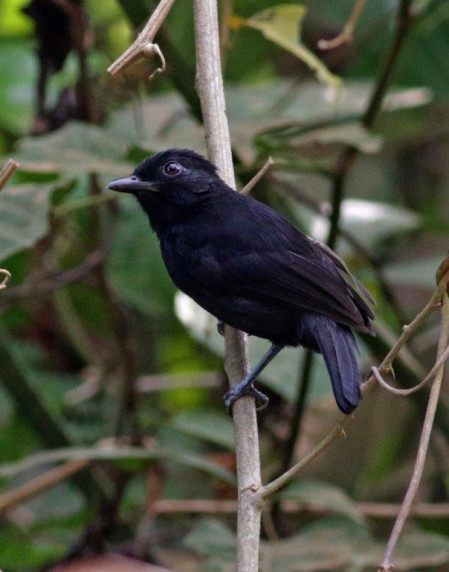 ...where we'll look for range-restricted birds like Black Antshrike... 