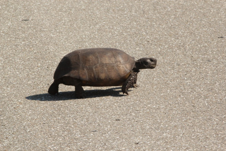 ...and if we're lucky maybe even a Gopher Tortoise or two.