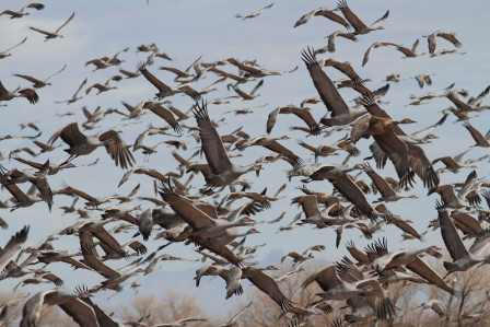 A day spent in the fertile Sulphurs Springs Valley could produce thousands of Sandhill Cranes&hellip;