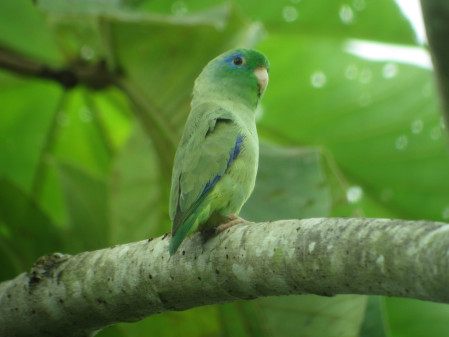 ...the cute Spectacled Parrotlet...                        