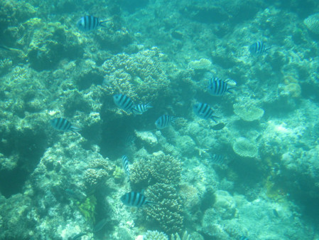 and the snorkeling from shore provides a fantastic opportunity to view the reef.