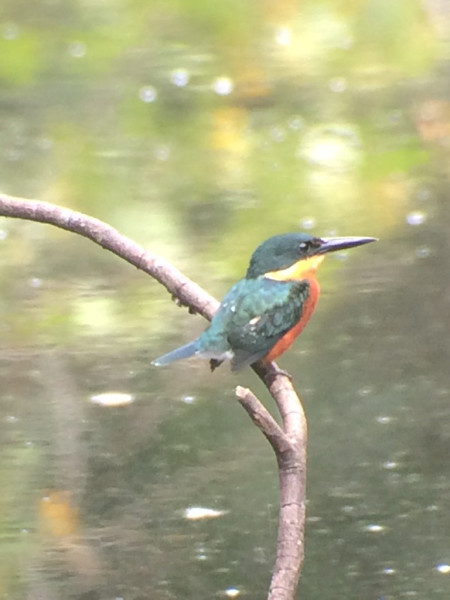 ...and a wealth of tropical birds such as American Pygmy Kingfisher, 
