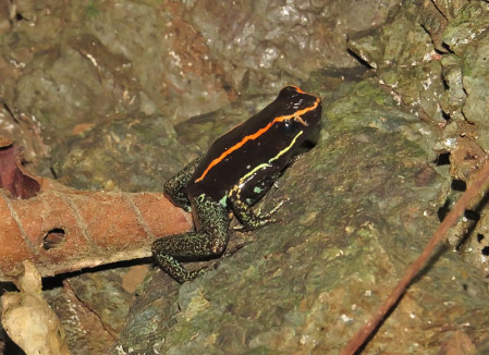 &hellip;such as this Gulfo Dulce Poison Frog&hellip;                               