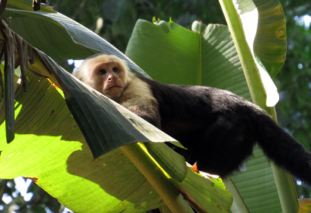 A White-faced Capuchin is always part of a complete natural history experience in Costa Rica...                               