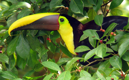 ...the popular Yellow-throated Toucan is widespread in middle elevations as well as lowlands on both slopes...                            