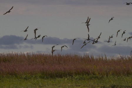 ...and Whimbrel generally are flocking in large numbers along the coast.
