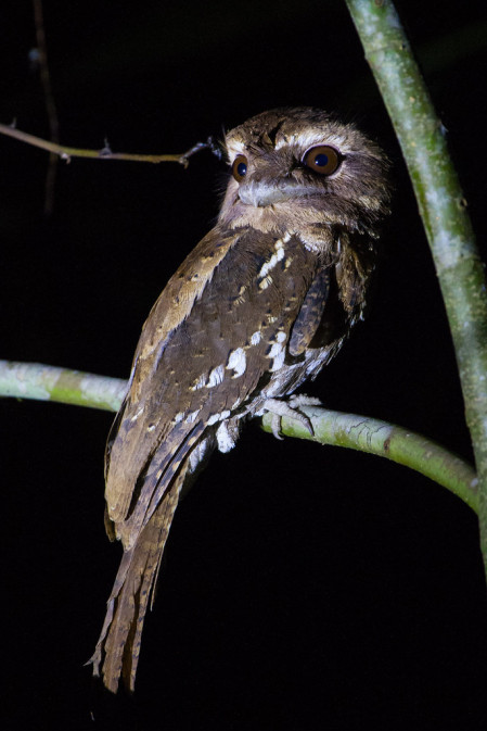 ...the more widespread Marbled Frogmouth...