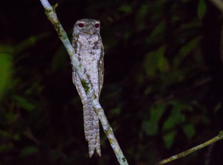  ...and Papuan Frogmouth, are all possible. 