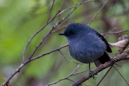 Another unique group is the Australo-Papuan Robins. We should see a number of them including the cute Blue-grey Robin...