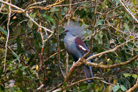 New Guinea is well endowed with exotic pigeons but this one takes the cake! The Western Crowned-Pigeon... 