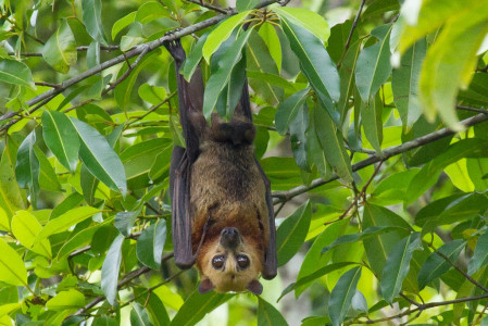 ...Spectacled Fruit Bats...