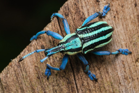 ...and this incredible broad-nosed weevil...