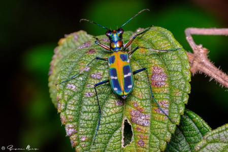 ...and this little forest jewel, a tiger beetle. 