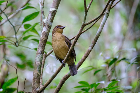 The New Guinea bowerbirds are otherworldly in their own way. Here is the rather drab Vogelkop Bowerbird...