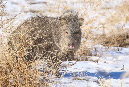 ...and this Collared Peccary, seemingly comfortable in the cold.